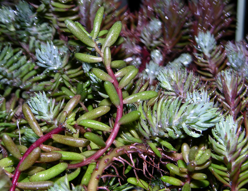 Sedum e Delosperma